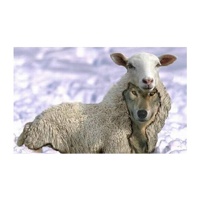 Moutons de promo panurge