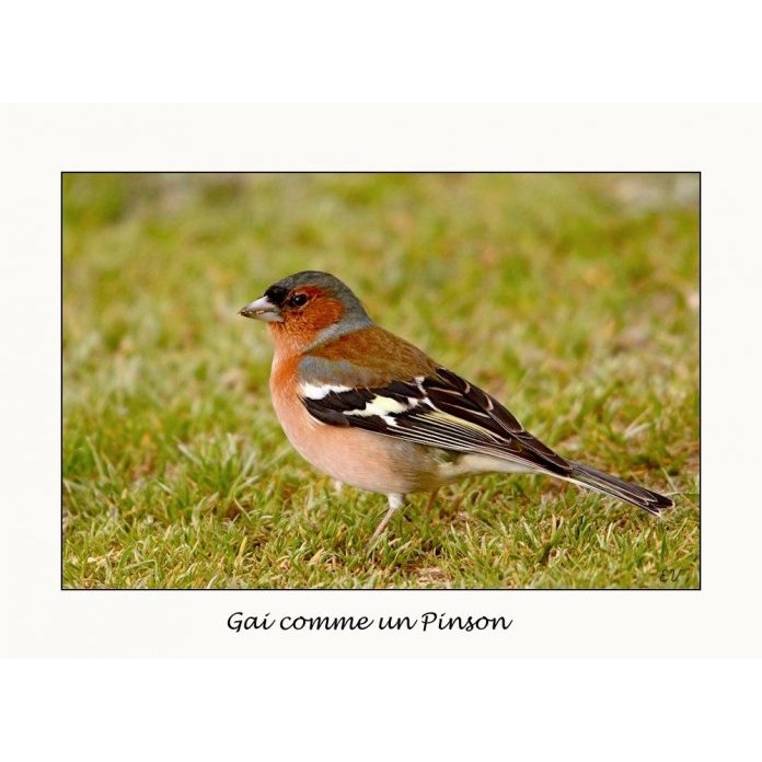 Pauvre Pinson Agoravox Le Media Citoyen agoravox