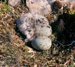larus_argentatus_11759