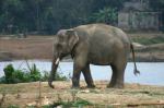 2elephant-d-asie