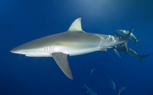 requin