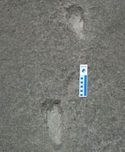 traces de pas {JPEG}