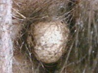 oeuf d'chidn