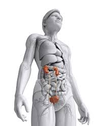 Anatomie rénale