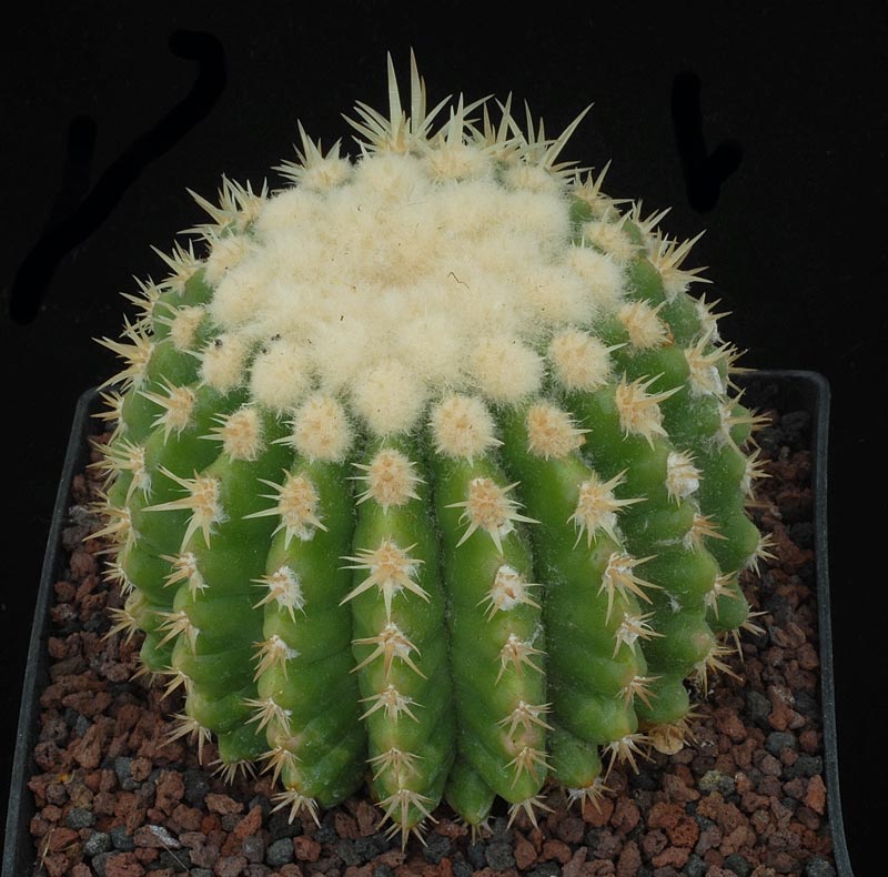 Echinocactus grusonii