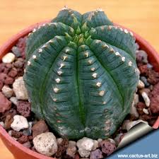 Euphorbia meloformis