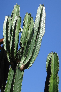 Euphorbia ingens