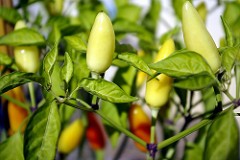 Petit piment
