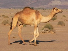 chameau4.jpg