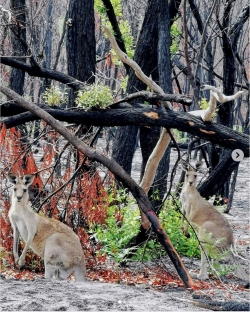 AustralieVerte-01.jpg