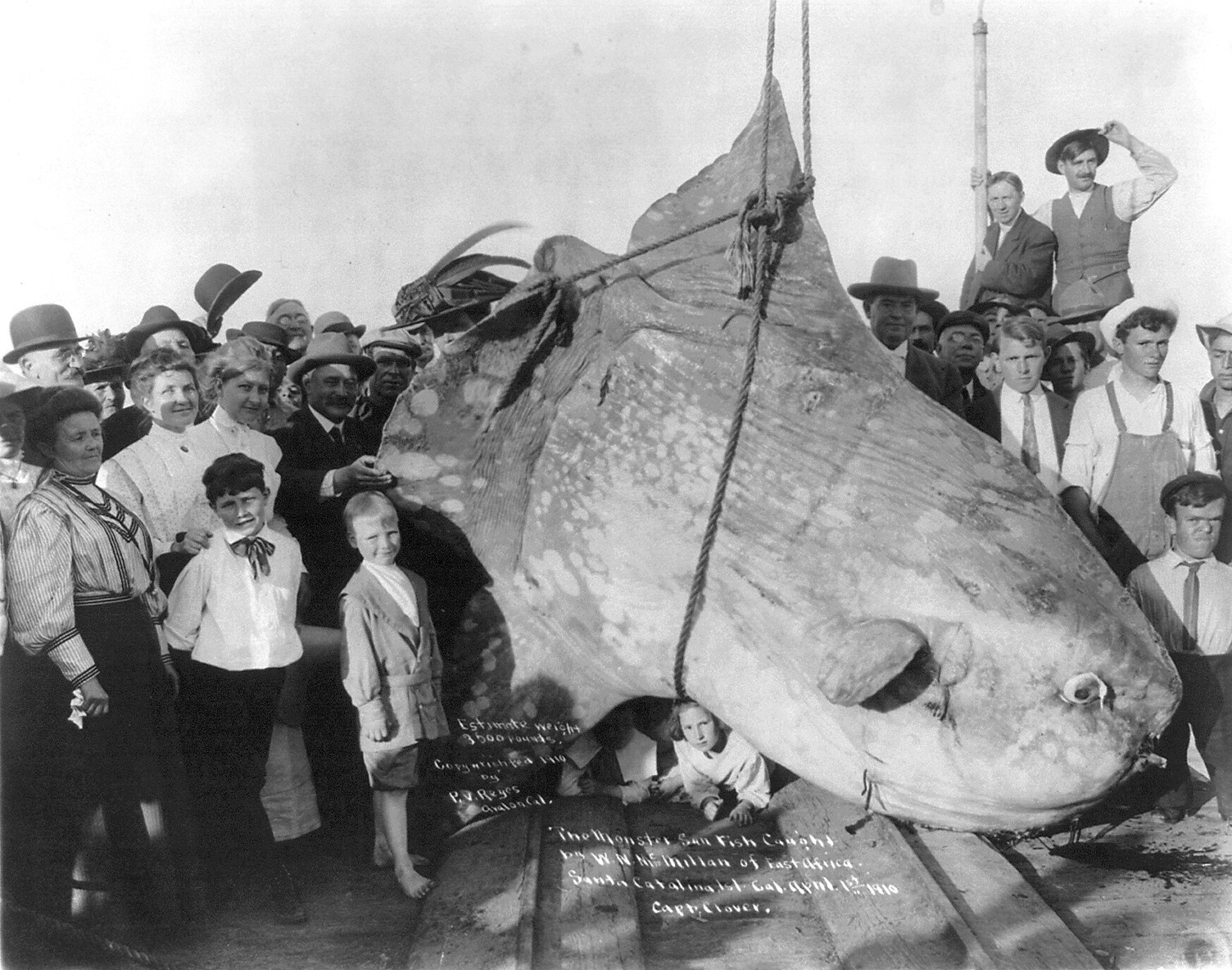 Mola mola de prs de 2 tonnes pch en 1910... 1 premier avril
