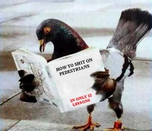 Pigeonus chimoidsus