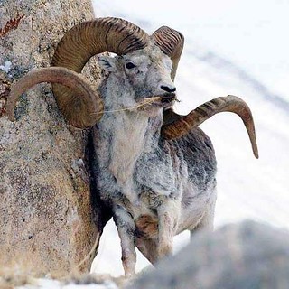 #A55 Marco Polo Sheep