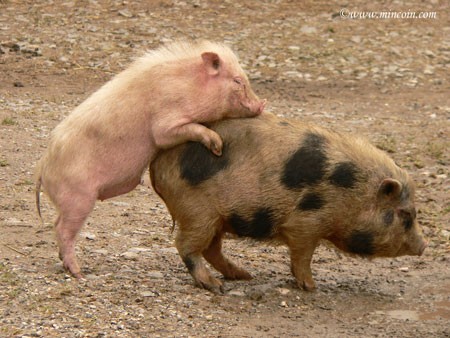 marcela iacub,dsk,strauss kahn,sexe,trierweiler,nazisme,argentine,pipe,tango,cochon,porc,cern,morale,abraham,cl�mentine autain,nafissatou diallo,justice,lib�ration,