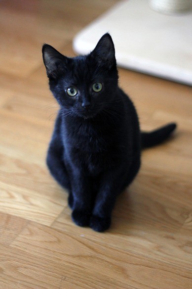 JiJi le chat