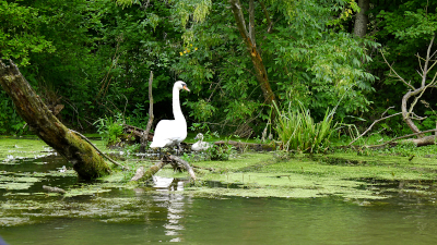 îlots sur le Danube