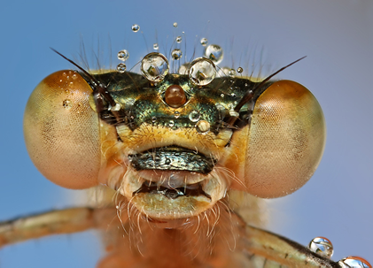 Demoiselle, Ondrej Pakan 