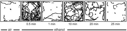 Effet de l'éthanol sur la locomotion