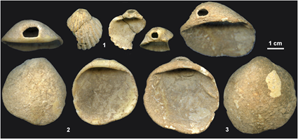 Perles en coquillages de la grotte Nandertalienne Los Aviones, Zilhao et al., 2010