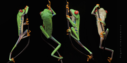 go-go twist, Agalychnis callidryas, Igor Siwanowicz