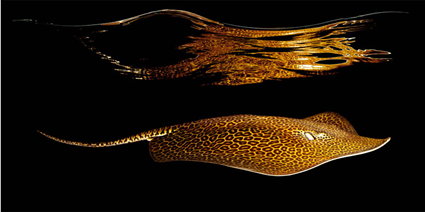 Himantura leoparda