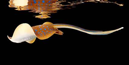 Dasyatis kuhlii