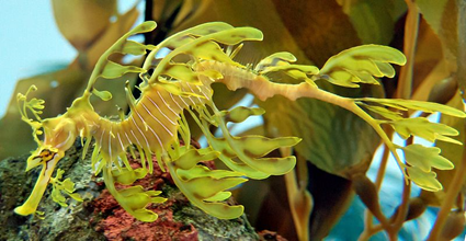 Phycodurus eques