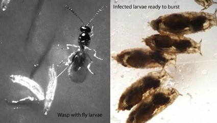 Larves de Drosophila melanogaster parasitées par Leptopilina boulardi 