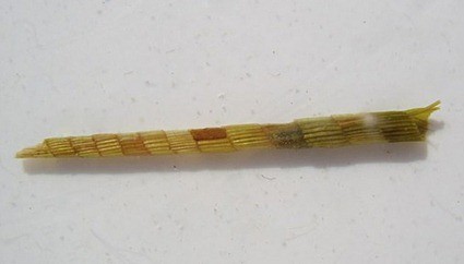 Fourreau de Triaenodes bicolor