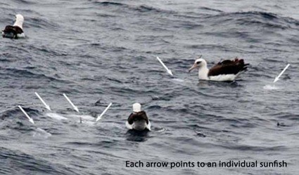 Albatros et Mola mola