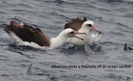 Albatros mangent des Pennella sur le dos d'un Mola mola