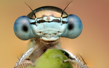 Demoiselle, Ondrej Pakan 