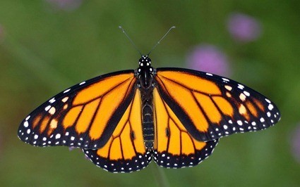 Danaus plexippus