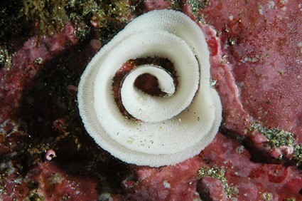 œufs de nudibranches