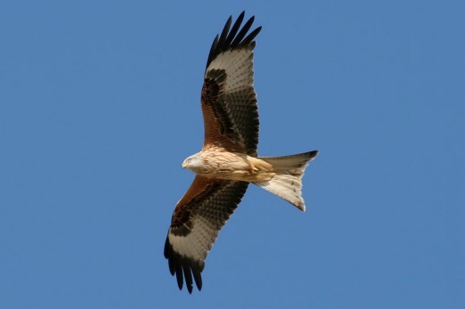 Milan Royal, Milvus milvus