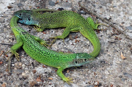 Couple de lzard vert, Lacerta bilineata 