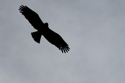 Buse variable, Buteo buteo 