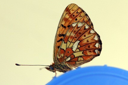 Grand collier argent, Clossiana euphrosyne