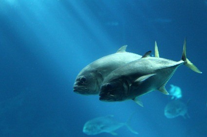 Oceanario