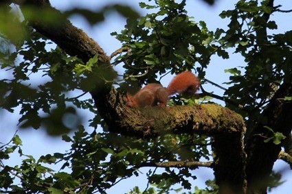 Ecureuil, Sciurus vulgaris