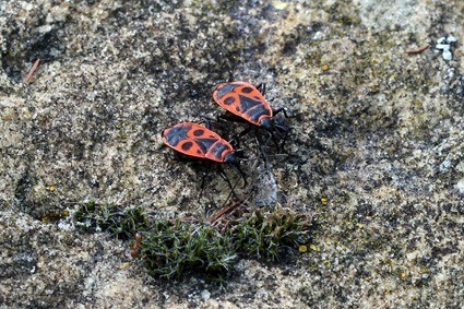 2 gendarmes, Pyrrhocoris apterus