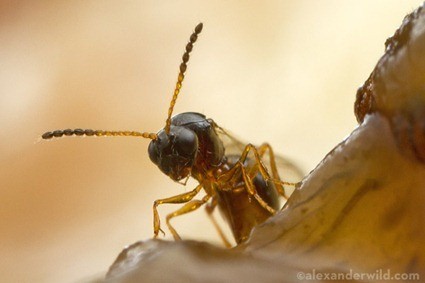 Leptopilina boulardi, photo: Alexander Wild