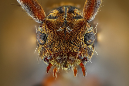 Pogonocherus hispidus, Tomas Rak