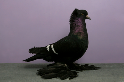 Crested Saxon Field Pigeon CH OH ZB927 Mike Cobb