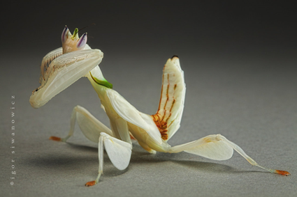 Orchid Mantis 2, Igor Siwanowicz