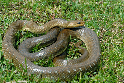 Zamenis longissimus