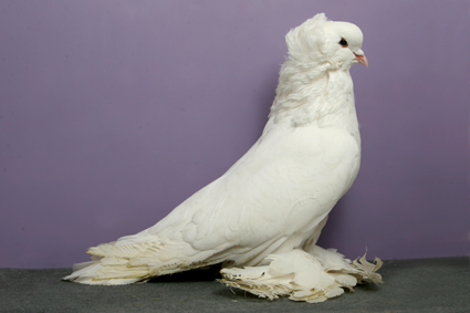 Hungarian Giant House Pigeon CH OC622 Bob Nolan Kathie Johnson.jpg