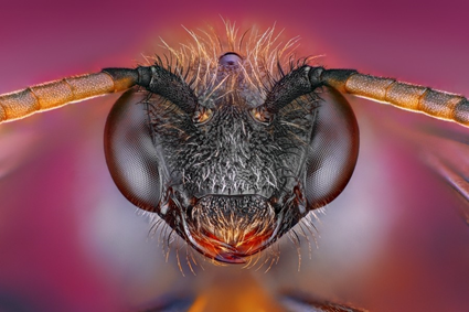 Small Bee, Tomas Rak