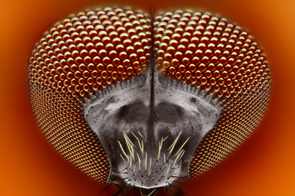 Simuliidae, Tomas Rak