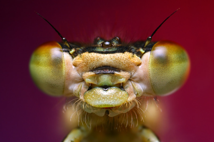 Damselfly, Tomas Rak